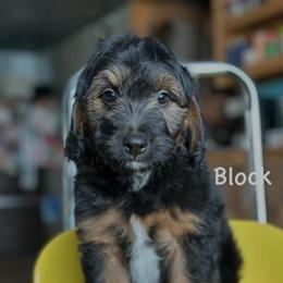 Block - Black phantom male Aussiedoodle puppy in Lancaster, Minnesota from Finney Ranch