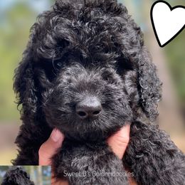 White Collar - Black female Goldendoodle puppy in Ringgold, Georgia from Sweet B’s Goldendoodles