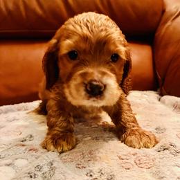 Benjie - Golden male Cocker Spaniel puppy in Santa Ana, California from American Cocker Spaniel