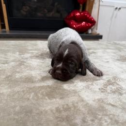 Boy 2 - Brown and gray male Wirehaired Pointing Griffon puppy in Shelley, Idaho from Western Gundogs