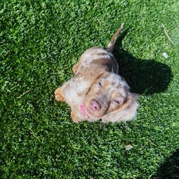 Dachshund Puppies from Dollhouse Doxies