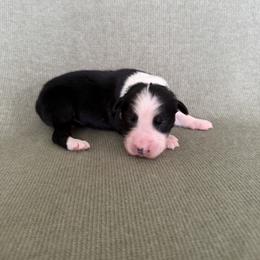 Cosmo - Black tri-color male Australian Shepherd puppy in Bethlehem, Connecticut from Montanna Sage LLC