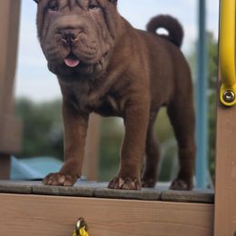 Chinese Shar-Pei Puppies from WrinkleMonsters