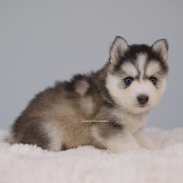 Stella - Gray and white female Pomsky puppy in Loxahatchee, Florida from Cardinal Point Pomskies