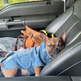 French Bulldogs and Old English Sheepdogs from Maria's Pups
