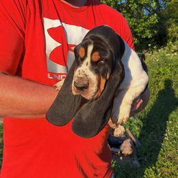 Basset Hound and Beagle Puppies from Mack's Creek Basset Hounds