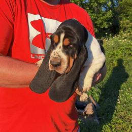 Basset Hound and Beagle Puppies from Mack's Creek Basset Hounds