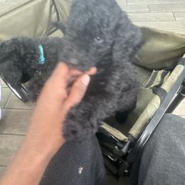Poodle Puppies from SoFlo Standard Poodles