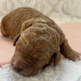 Camilla - Apricot female Goldendoodle puppy in Somerset, Ohio from Odyssey Pups
