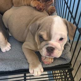 Samson - Fawn and white male Bulldog puppy in Cumming, Georgia from Happy Place Kennels