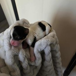 Marley (Girl 2) - Black tan and white female Biewer Terrier puppy in El Paso, Texas from De La Rosa Biewers