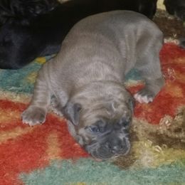 Cane Corso Puppies from Forza Cane Corso