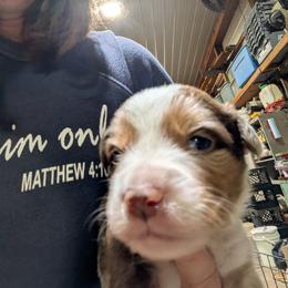 Rusty - Red merle male Australian Shepherd puppy in Almo, Kentucky from Riley's Paw Pals