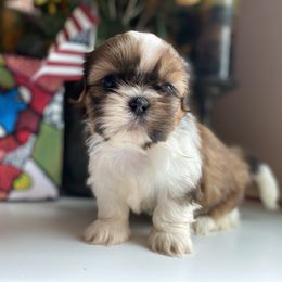 Girl 3 - Tricolor female Shih Tzu puppy in Troy, Michigan from "Shihtzu Best Friend"