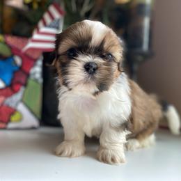 Girl 3 - Tricolor female Shih Tzu puppy in Troy, Michigan from "Shihtzu Best Friend"