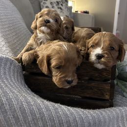 Cavapoo Puppies from Poppy Garden Doodles