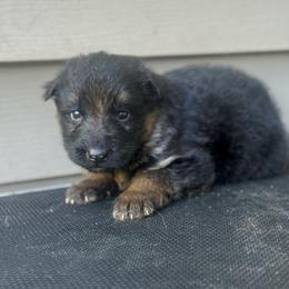 Male 2 - Black and red male German Shepherd puppy in Salem, South Carolina from Von Maqqedah Haus German Shepherds