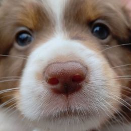 WHITE COLLAR - Red tri Miniature Australian Shepherd puppy in Omak, Washington from Willow Flats Kennels