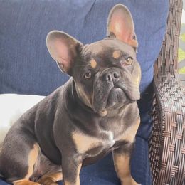 Stormy - French Bulldog