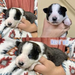 Man o' War - Black and white male Border Collie puppy in Oakley, California from Von Guadachi German Shepherds & Audacity Border Collies