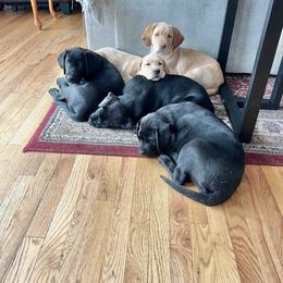 Labrador Retriever Puppies from Branley's Riverside Labradors