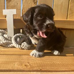 Celest - Miniature Schnauzer