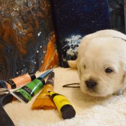 Golden Retriever Puppies from ElkRidge Goldens