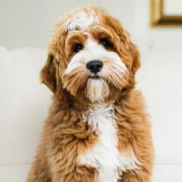 Parker - Australian Labradoodle
