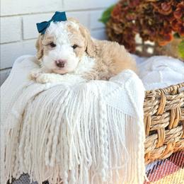 Cashmere - Yellow and white female Bernedoodle puppy in Russell Springs, Kentucky from 270 Doodles