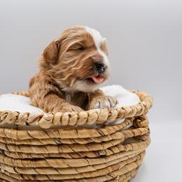 Ryan - Red male Bernedoodle puppy in Saratoga Springs, Utah from Saratoga Springs Doodles