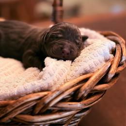 Quail - Chocolate female Labrador Retriever puppy in Sweet Home, Oregon from Knotty Creek Labradors