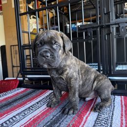 Orange Collar - Buster - Black brindle male Cane Corso puppy in Vallejo, California from Rico's Cane Corso