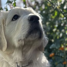 Boy 1 - Light golden Golden Retriever puppy in New Harmony, Utah from Bramble Berry Goldens