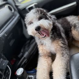 Bernedoodle puppies from Bernedoodles of Florida