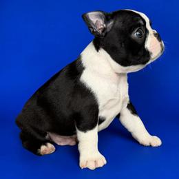 AKC TACO - Black and white male Boston Terrier puppy in Galena, Kansas from RottNBostons