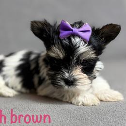 Hash Brown - Black tan and white female Biewer Terrier puppy in Cartersville, Georgia from Alpha Tiny Paws