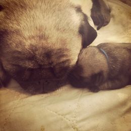 Pug Puppies from Dixie Pugs of Tn