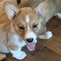 Lola - Red female Pembroke Welsh Corgi puppy in Sterling, Connecticut from Corgi Cottage
