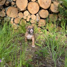 Girl 1 (Fj) - Fawn female American Pit Bull Terrier puppy in Stanwood, Washington from Barajas Family Ranch