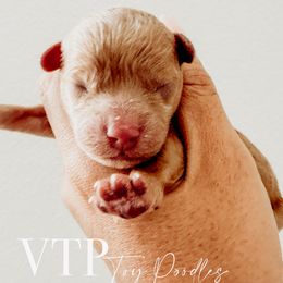 Boy 1 - Red  Poodle puppy in Las Vegas, Nevada from Vegas Toy Poodles