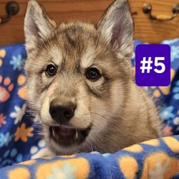 #5 Eris - Agouti and white Siberian Husky puppy in Dane, Wisconsin from Sunny Hurricane Siberians