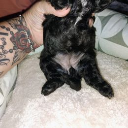 Pekingese and Poodle Puppies from Polk County Peekapoos