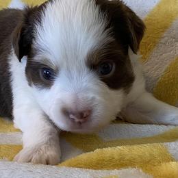 El - Red tri female Miniature Australian Shepherd puppy in California, Kentucky from Sonlight Ridge Aussies