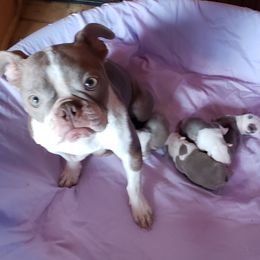 Priscilla - Boston Terrier