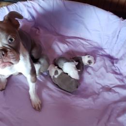 Priscilla - Boston Terrier