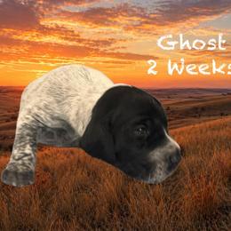 Ghost - Black and white male German Shorthaired Pointer puppy in Columbus, Nebraska from Prancy Pawz