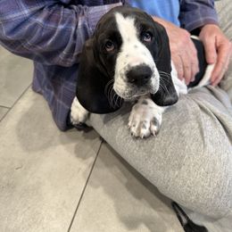 Basset Hound Puppies from Howlin Hounds
