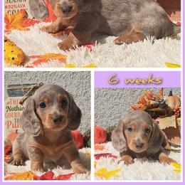 Violet - Dapple female Dachshund puppy in Winter Haven, Florida from Gateway 2 Little Paws