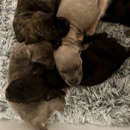 Cane Corso Puppies from Wilco Cane Corso