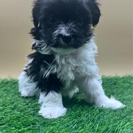 Cupcake - Black and tan female Havanese puppy in Hendersonville, North Carolina from Kim's Cove